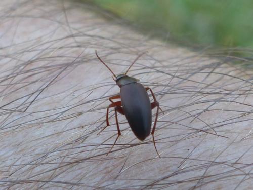 Choleva sp.